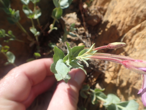 Image of Epilobium siskiyouense by no rights reserved