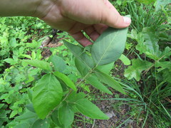 Desmodium nuttallii