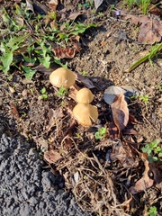 Fungi