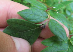 Chalcodermus collaris