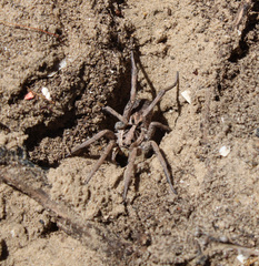 Lycosa hispanica