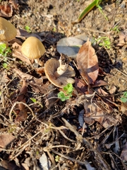 Fungi