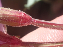Epilobium siskiyouense