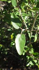 Ecbolium syringifolium