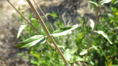 Ecbolium syringifolium