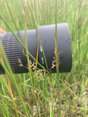 Juncus balticus ater
