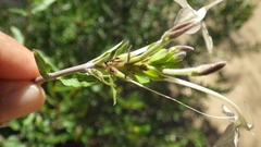 Ecbolium syringifolium