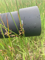 Juncus balticus ater