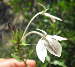 Ecbolium syringifolium