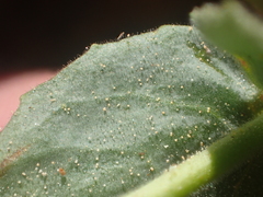 Epilobium siskiyouense