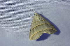 Colobochyla salicalis