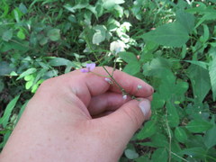 Desmodium obtusum