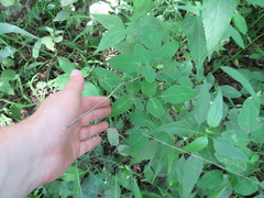 Desmodium obtusum