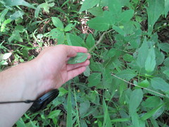 Desmodium obtusum