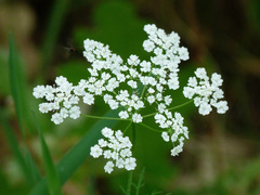 Conopodium pyrenaeum