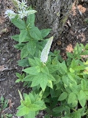 Veronicastrum virginicum