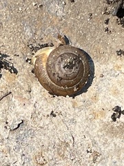 Triodopsis juxtidens