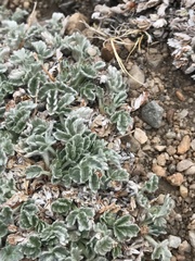 Potentilla holmgrenii
