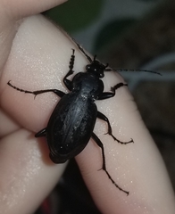Carabus vinctus