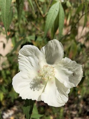 Gossypium thurberi