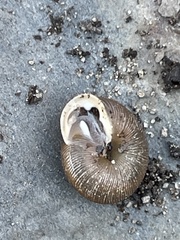 Triodopsis juxtidens