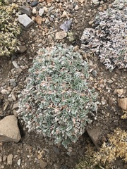 Potentilla holmgrenii