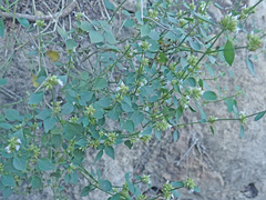 Hygrophila