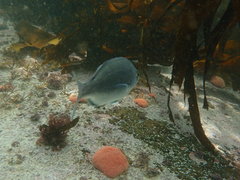 Pachymetopon blochii
