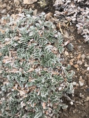 Potentilla holmgrenii