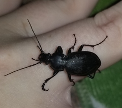 Carabus vinctus