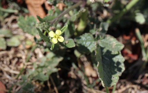 photo of Shortpod Mustard (Hirschfeldia incana)