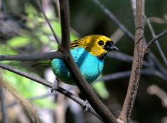 Tangara cyanoventris