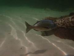 Pachymetopon blochii