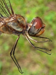 Pantala hymenaea