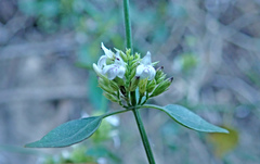 Hygrophila