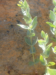 Epilobium siskiyouense