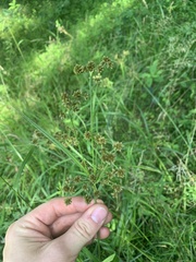 Scirpus georgianus