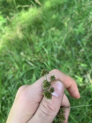 Scirpus georgianus