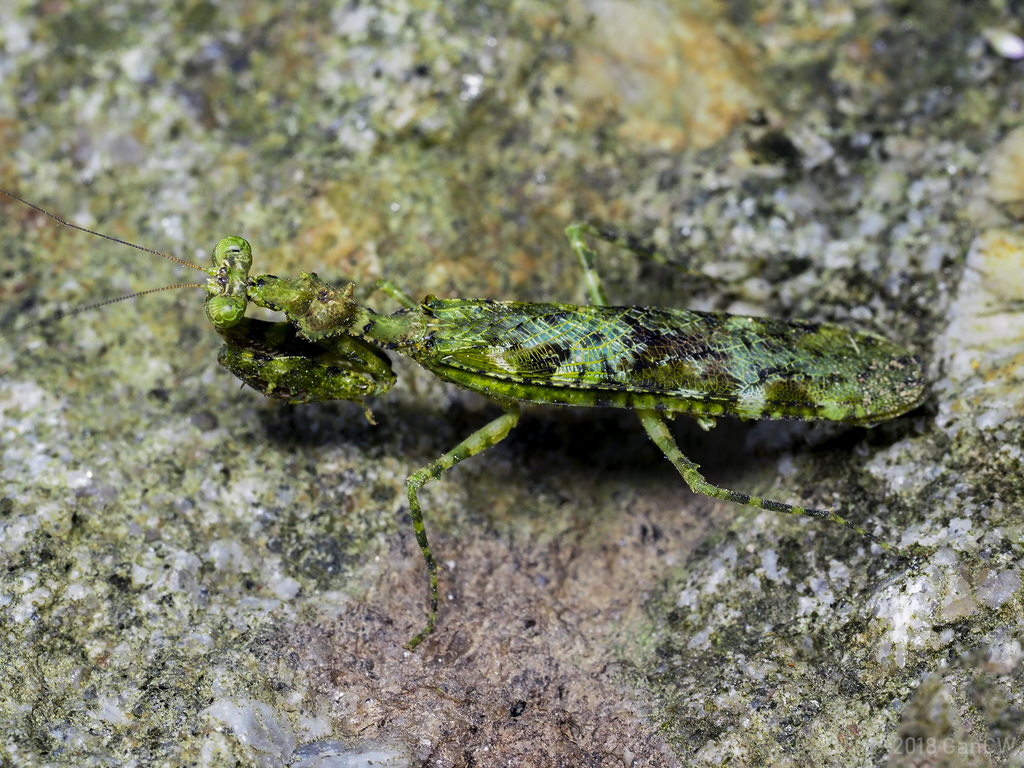 Giant Moss Mantises