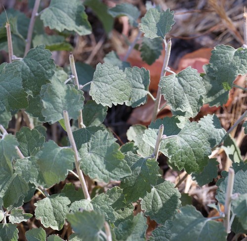 photo of California Brickellbush (Brickellia californica)