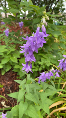 Campanula rapunculoides