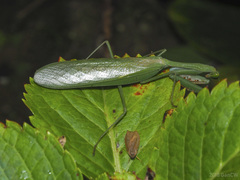 Camelomantis