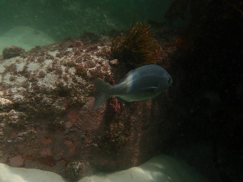 Pachymetopon blochii