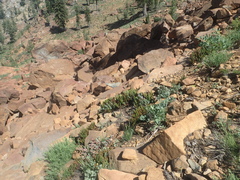 Epilobium siskiyouense