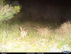 Lepus capensis