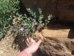 Epilobium siskiyouense