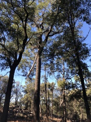 Cadellia pentastylis