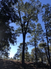 Cadellia pentastylis