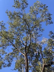 Cadellia pentastylis