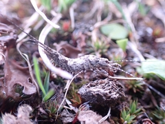 Machilis fuscistylis